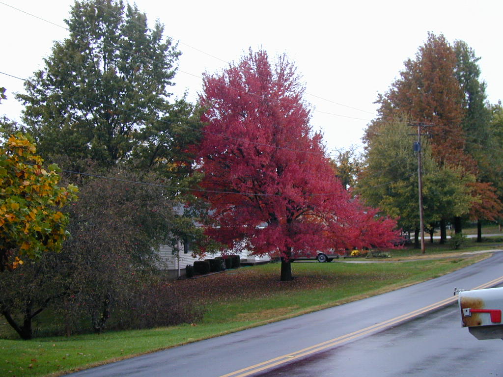 BigPicture of PA160020.JPG